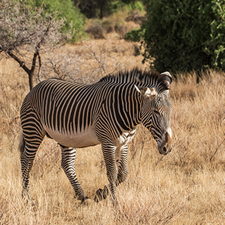 Samburu - Grévy's zebra